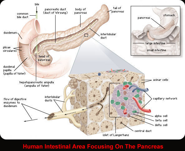 intestinal area