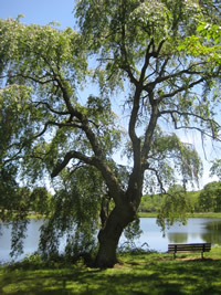 Image right
