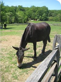horse